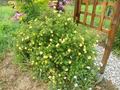 potentilla Goldfinger