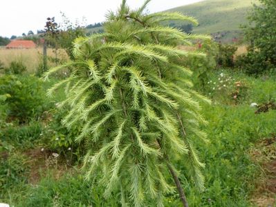 larix decidua Pendula