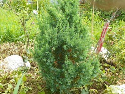 juniperus chinensis Stricta