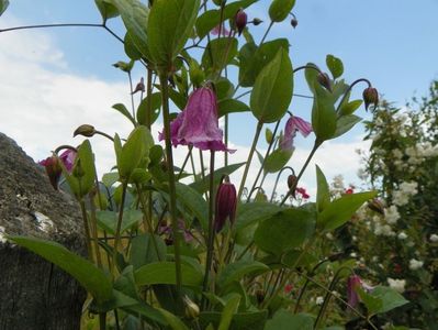 clematis Heather Herschell