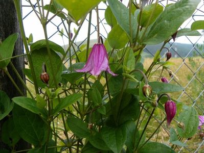 clematis Heather Herschell