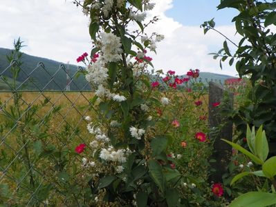 deutzia Codsall Pink si Hiawatha