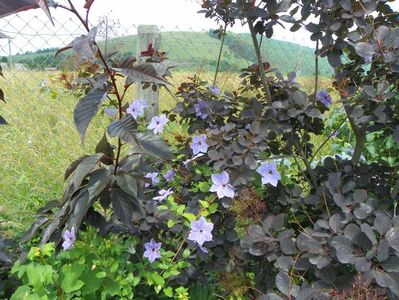 cotinus cogg. Royal Purple si clematis Skyfall