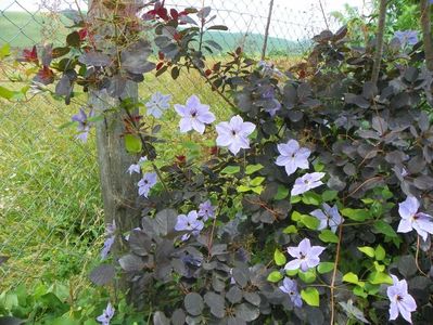 clematis Skyfall