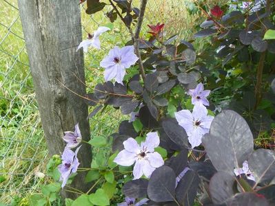 clematis Skyfall