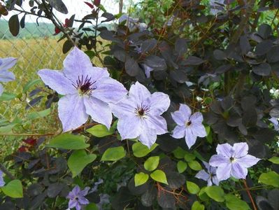 clematis Skyfall