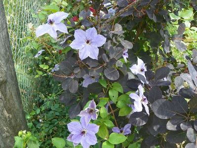 clematis Skyfall