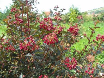 physocarpus Red Baron