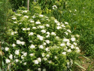 spiraea Albiflora