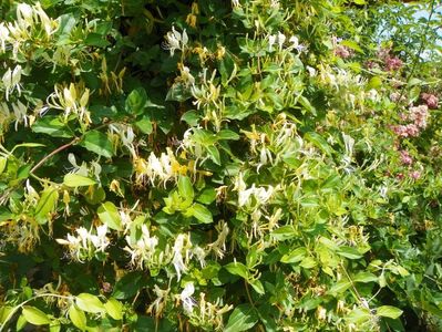 lonicera japonica