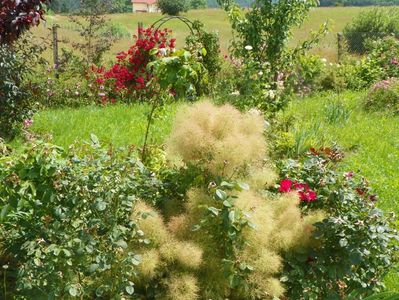 cotinus cogg. Young Lady