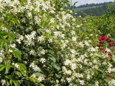 clematis Summer Snow