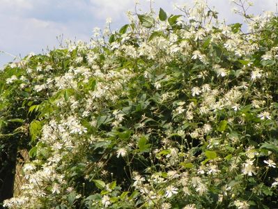 clematis Summer Snow