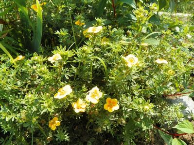 potentilla Mango Tango