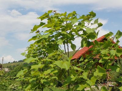 catalpa bungei