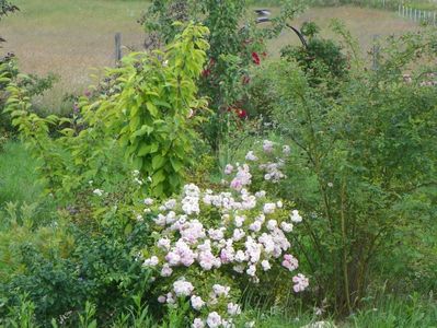 Pink Ghislaine de Feligonde