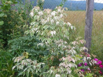 acer negundo Flamingo