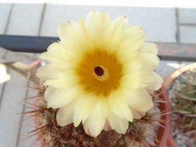 Notocactus bommeljei (Parodia tabularis)