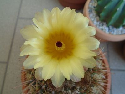 Notocactus bommeljei (Parodia tabularis)