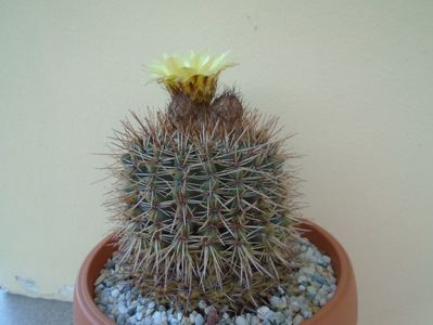 Notocactus bommeljei (Parodia tabularis)