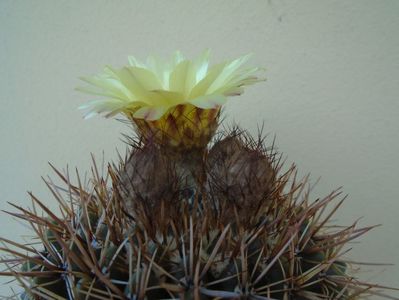 Notocactus bommeljei (Parodia tabularis)