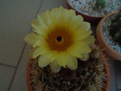 Notocactus bommeljei (Parodia tabularis)