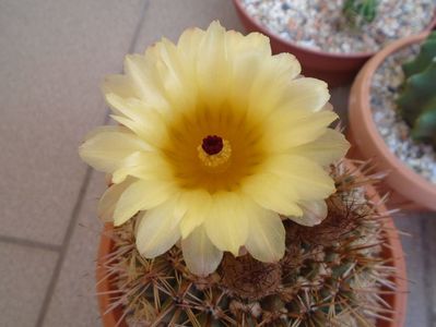 Notocactus bommeljei (Parodia tabularis)