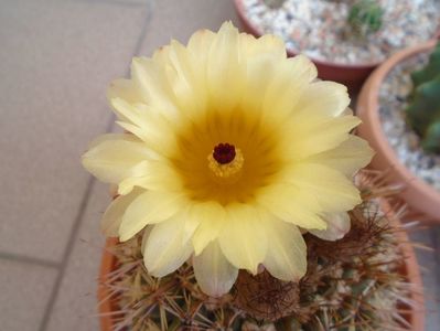 Notocactus bommeljei (Parodia tabularis)