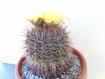 Notocactus bommeljei (Parodia tabularis)