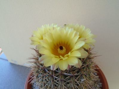 Notocactus bommeljei (Parodia tabularis)