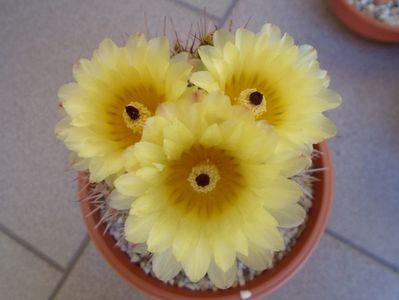 Notocactus bommeljei (Parodia tabularis)