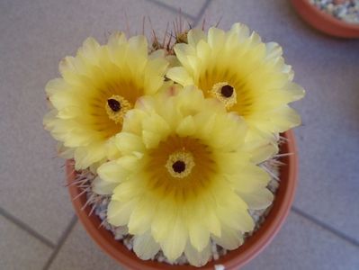 Notocactus bommeljei (Parodia tabularis)