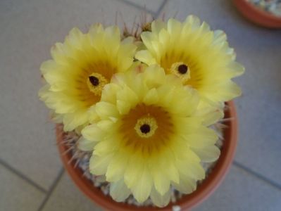 Notocactus bommeljei (Parodia tabularis)