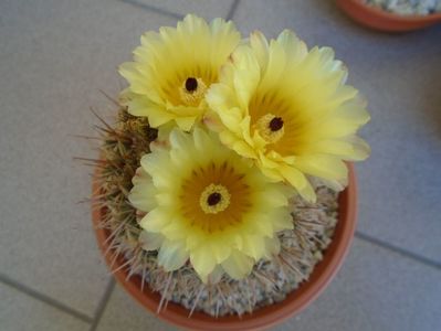 Notocactus bommeljei (Parodia tabularis)