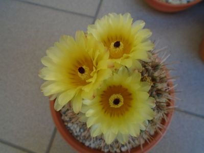 Notocactus bommeljei (Parodia tabularis)