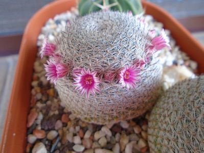 Mammillaria perbella cv. superfina