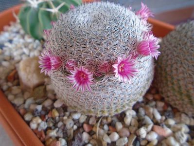 Mammillaria perbella cv. superfina