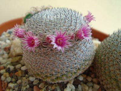 Mammillaria perbella cv. superfina