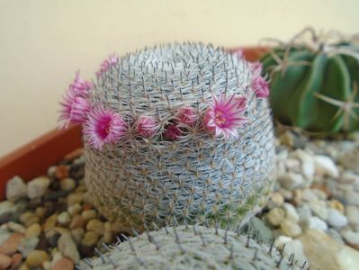 Mammillaria perbella cv. superfina