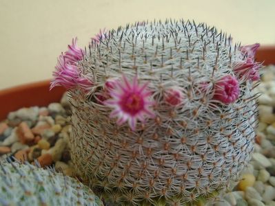 Mammillaria perbella cv. superfina