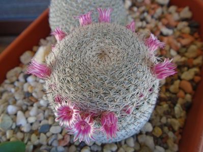 Mammillaria perbella cv. superfina