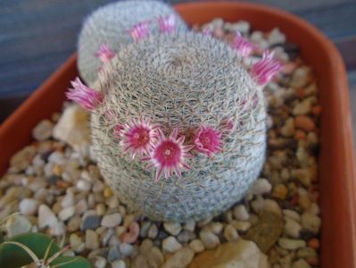 Mammillaria perbella cv. superfina