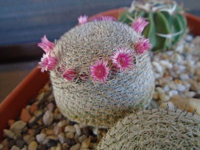 Mammillaria perbella cv. superfina