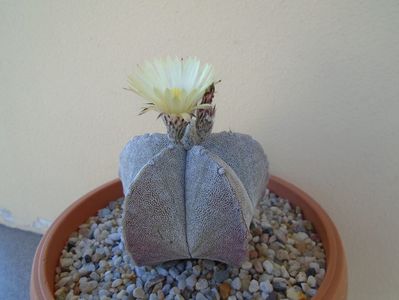 Astrophytum coahuilense