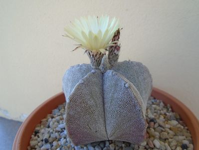 Astrophytum coahuilense