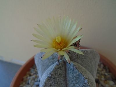 Astrophytum coahuilense