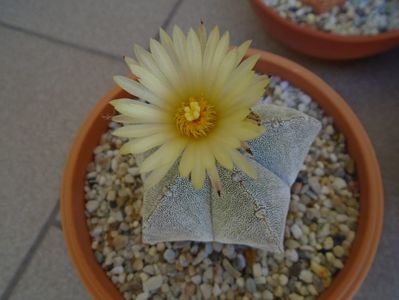 Astrophytum coahuilense