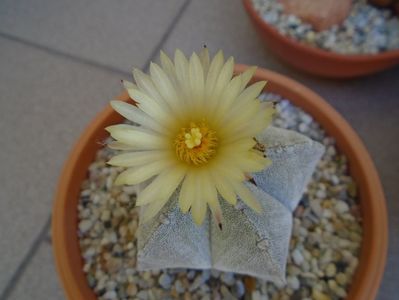 Astrophytum coahuilense