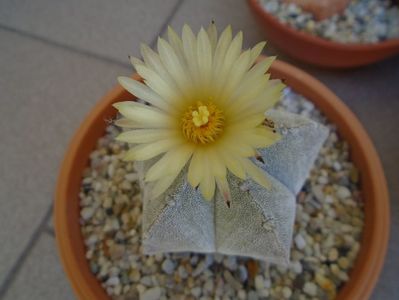 Astrophytum coahuilense