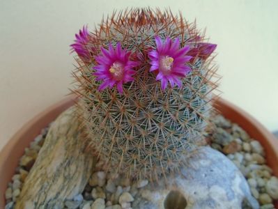 Mammillaria matudae